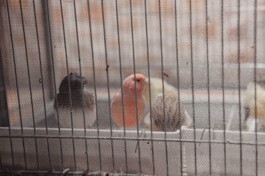 Kafesteki renkli kuş