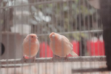 Kafesteki renkli kuş