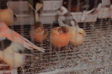 Kafesteki renkli kuş