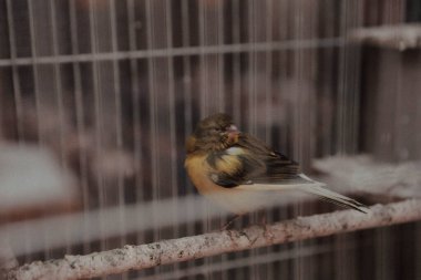 Kafesteki renkli kuş