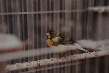 Kafesteki renkli kuş