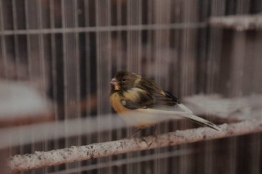 Kafesteki renkli kuş