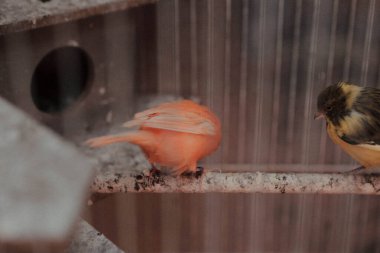 Kafesteki renkli kuş