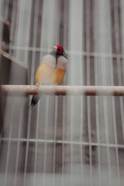 Kafesteki renkli kuş