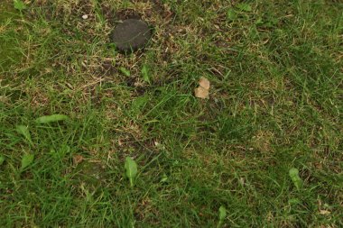 Yeşil yapay ot doğal arkaplan