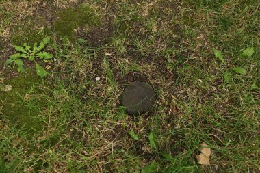 Yeşil yapay ot doğal arkaplan