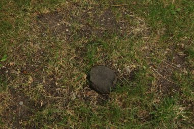 Yeşil yapay ot doğal arkaplan