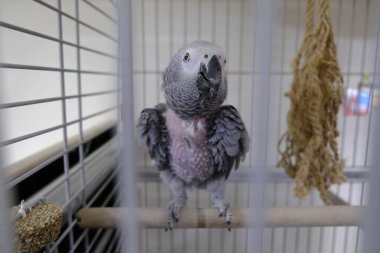 Kafesteki güzel papağan