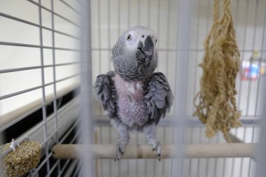 Kafesteki güzel papağan