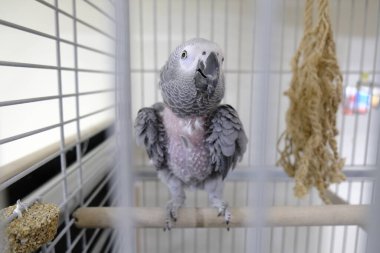 Kafesteki güzel papağan