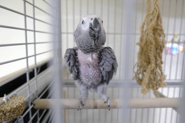 Kafesteki güzel papağan