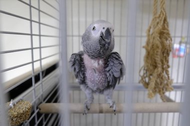 Kafesteki güzel papağan