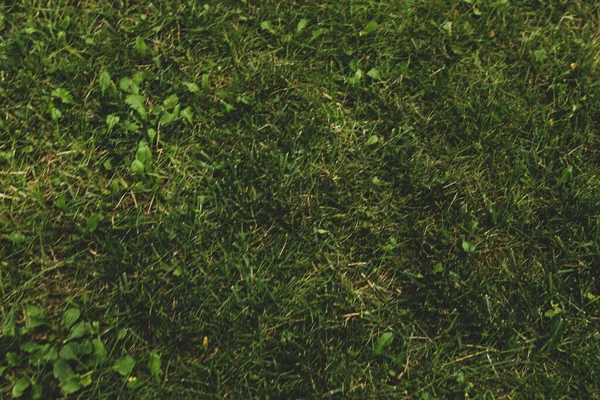 Πράσινο Τεχνητό Γρασίδι Φυσικό Υπόβαθρο — Φωτογραφία Αρχείου