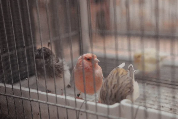 Gekleurde Vogel Kooi — Stockfoto