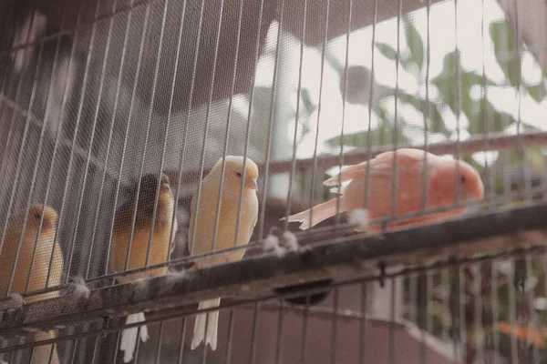 Pássaro Colorido Gaiola — Fotografia de Stock