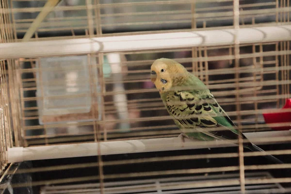 Pájaro Color Jaula —  Fotos de Stock