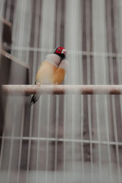 Uccello Colorato Nella Gabbia — Foto Stock