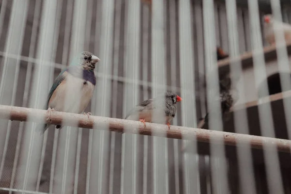 Pássaro Colorido Gaiola — Fotografia de Stock