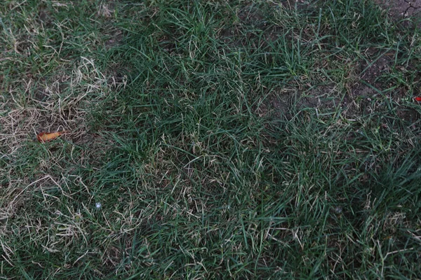 Yeşil yapay ot doğal arkaplan