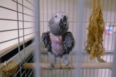 Kafesteki güzel papağan