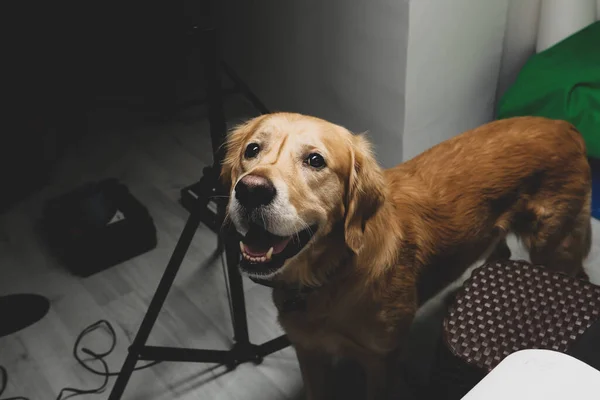 Sangat Lucu Dan Manis Anjing Golden Retriever — Stok Foto