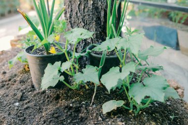 Yeşil çevre ve yeşil bitkiler