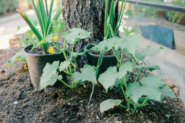 Yeşil çevre ve yeşil bitkiler