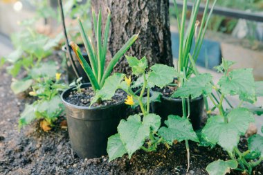 Yeşil çevre ve yeşil bitkiler