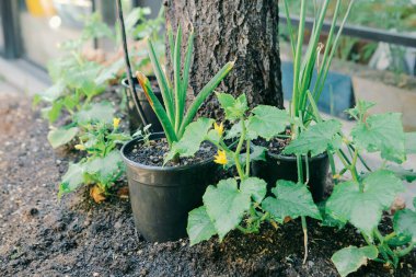 Yeşil çevre ve yeşil bitkiler