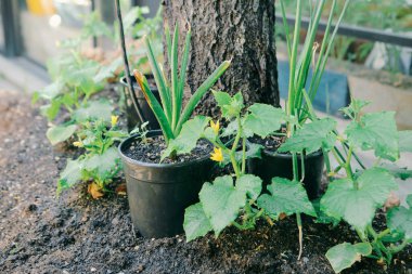 Yeşil çevre ve yeşil bitkiler