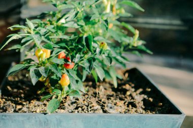 Yeşil çevre ve yeşil bitkiler