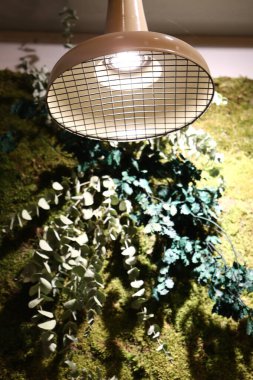 Engebeli duvarda yeşil bitkiler