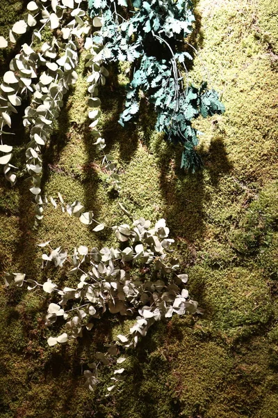 Πράσινα Φυτά Στον Τραχύ Τοίχο — Φωτογραφία Αρχείου