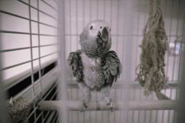 Kafesteki güzel papağan