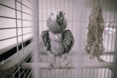 Kafesteki güzel papağan