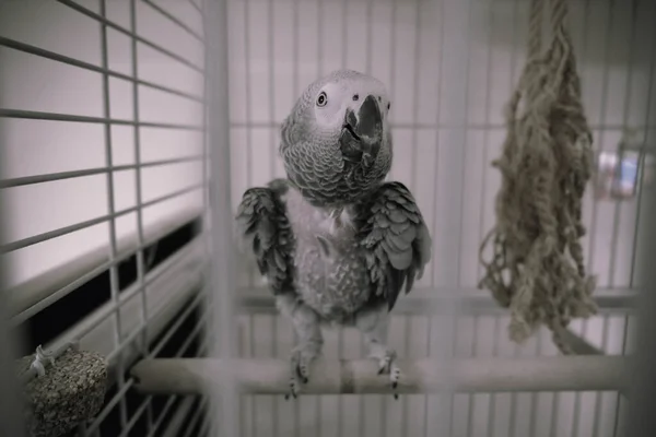 Beautiful Parrot Cage — Stock Photo, Image