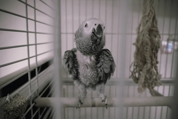 Piękna Papuga Klatce — Zdjęcie stockowe