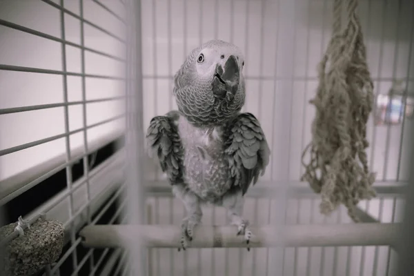 Vacker Papegoja Buren — Stockfoto