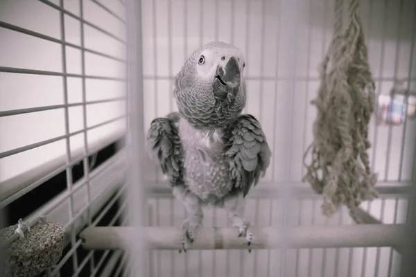 Belo Papagaio Gaiola — Fotografia de Stock
