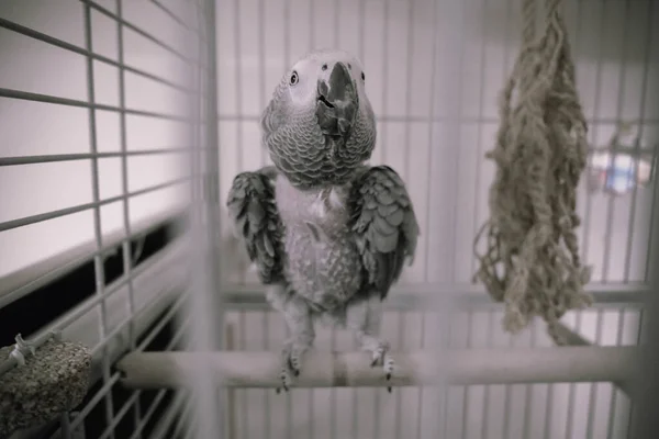 Belo Papagaio Gaiola — Fotografia de Stock
