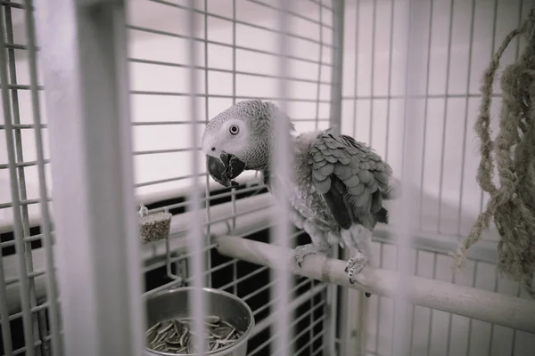 Όμορφος Παπαγάλος Στο Κλουβί — Φωτογραφία Αρχείου