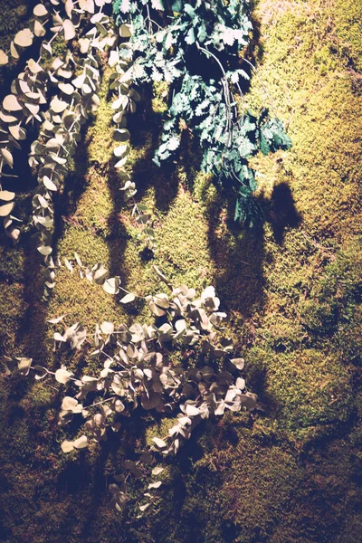 Plantes Vertes Sur Mur Rugueux — Photo