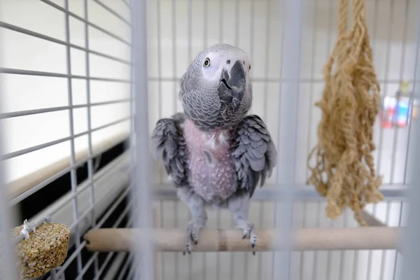 Krásný Papoušek Kleci — Stock fotografie
