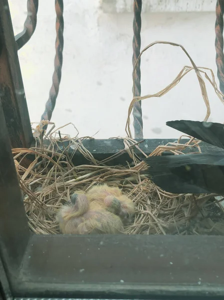 幼鸟在巢中 — 图库照片