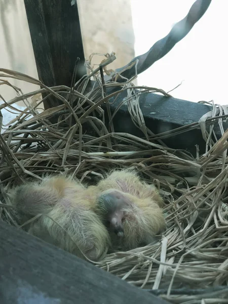 Pássaros Bebés Ninho — Fotografia de Stock