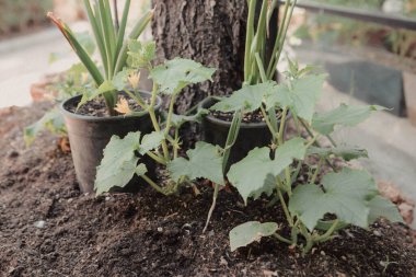 Yeşil çevre ve yeşil bitkiler