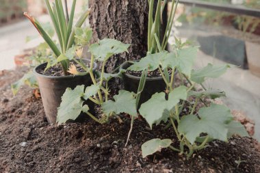 Yeşil çevre ve yeşil bitkiler