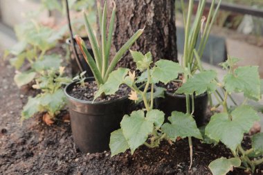 Yeşil çevre ve yeşil bitkiler