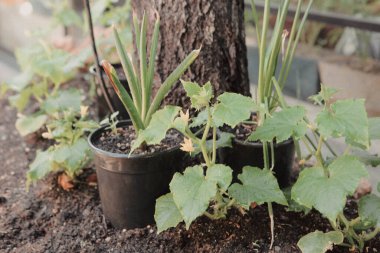 Yeşil çevre ve yeşil bitkiler