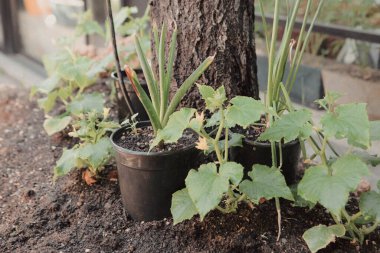 Yeşil çevre ve yeşil bitkiler